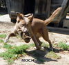 Mochi