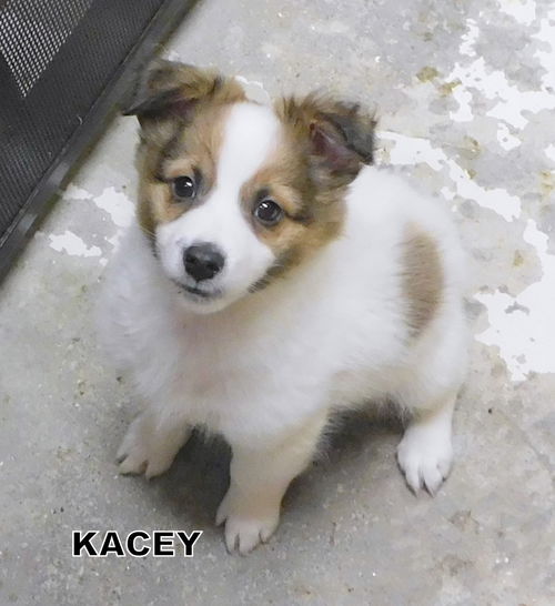 Kayce (Puppy)