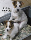 Kayce (Puppy)