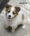 Kayce (Puppy)