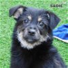Sadie (Puppy)