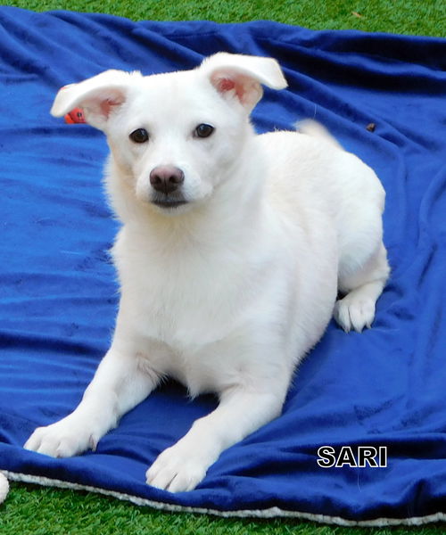 Sari (Puppy)