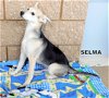 Selma (Puppy)