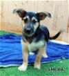 Sheba (Puppy)