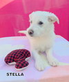Stella (Puppy)