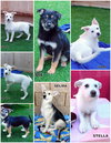 Stella (Puppy)