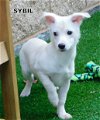Sybil (Puppy)