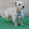 Miles