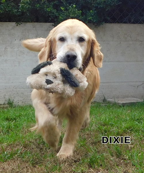 Dixie (Ritzy GrandPaws)