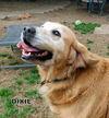 Dixie (Ritzy GrandPaws)