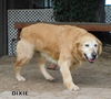 Dixie (Ritzy GrandPaws)
