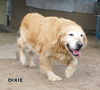 Dixie (Ritzy GrandPaws)
