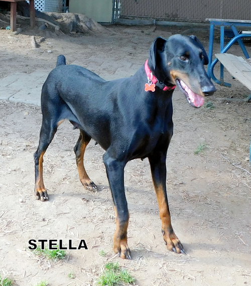 Stella (Rizty)
