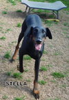 Stella (Rizty)