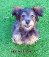 Sebastian (Posh Puppy)