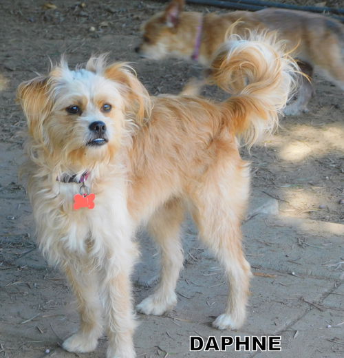 Daphne