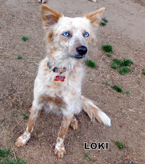 Loki