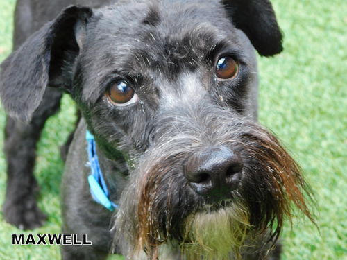 Maxwell (Ritzy)