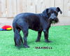 Maxwell (Ritzy)