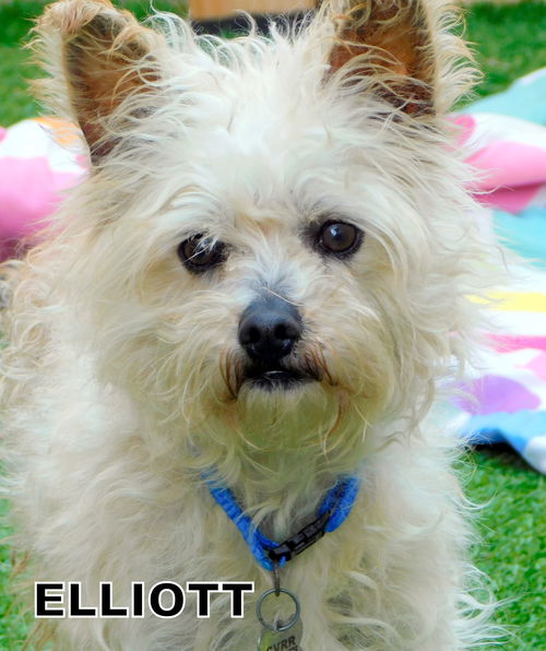 Elliott