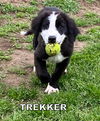 Trekker (Puppy)