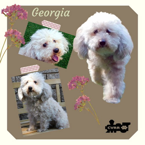 Georgia (Ritzy GrandPaws)