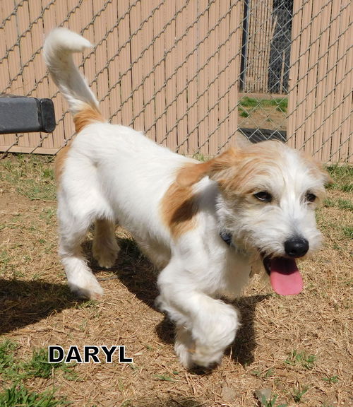 Daryl (Puppy)