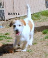 Daryl (Puppy)