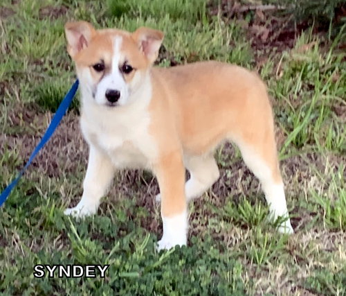 Sydney (Puppy)
