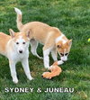 Sydney (Puppy)