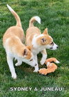 Sydney (Puppy)