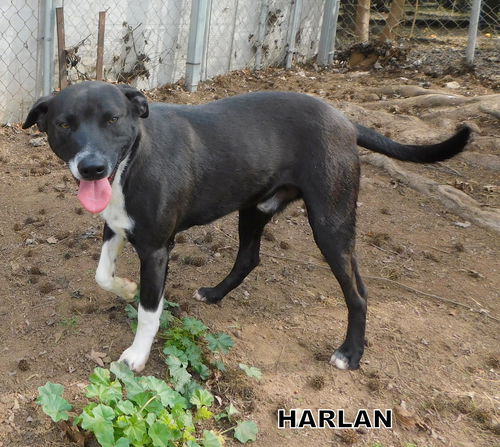 Harlan