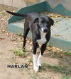 Harlan