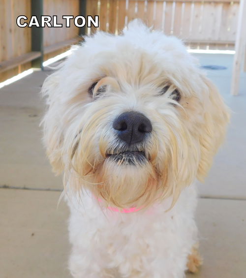 Carlton (Ritzy)