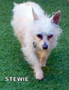 Stewie
