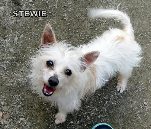 Stewie