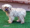 Grady (Ritzy)