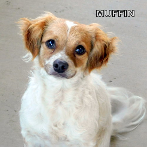 Muffin