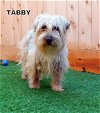 Tabby (Ritzy)