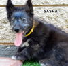 Sasha (Ritzy )