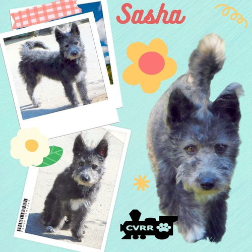 Sasha (Ritzy )