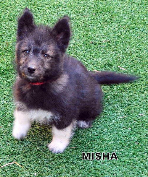 Misha (Ritzy Puppy)