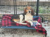 Molly (Ritzy)