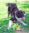 Chase (Ritzy)