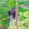 Chase (Ritzy)