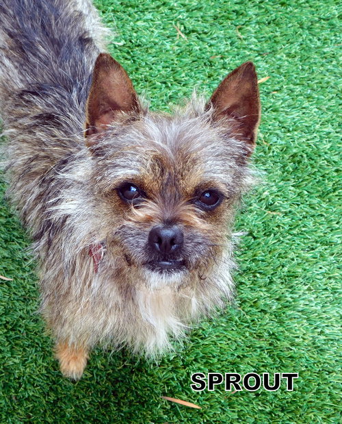 Sprout