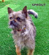 Sprout