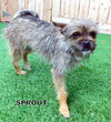 Sprout