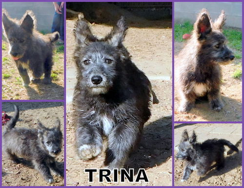 Trina (Posh Puppy)