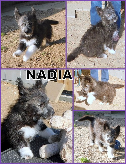 Nadia (Posh Puppy)